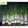 low price for fresh green Chinese onion manufacturer BRC